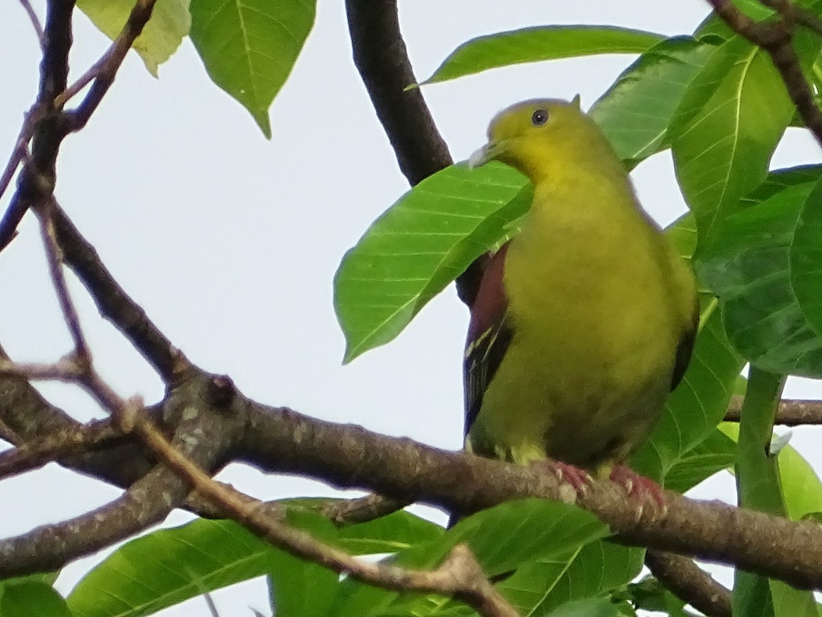 Цейлонский зелёный голубь - ML618602521