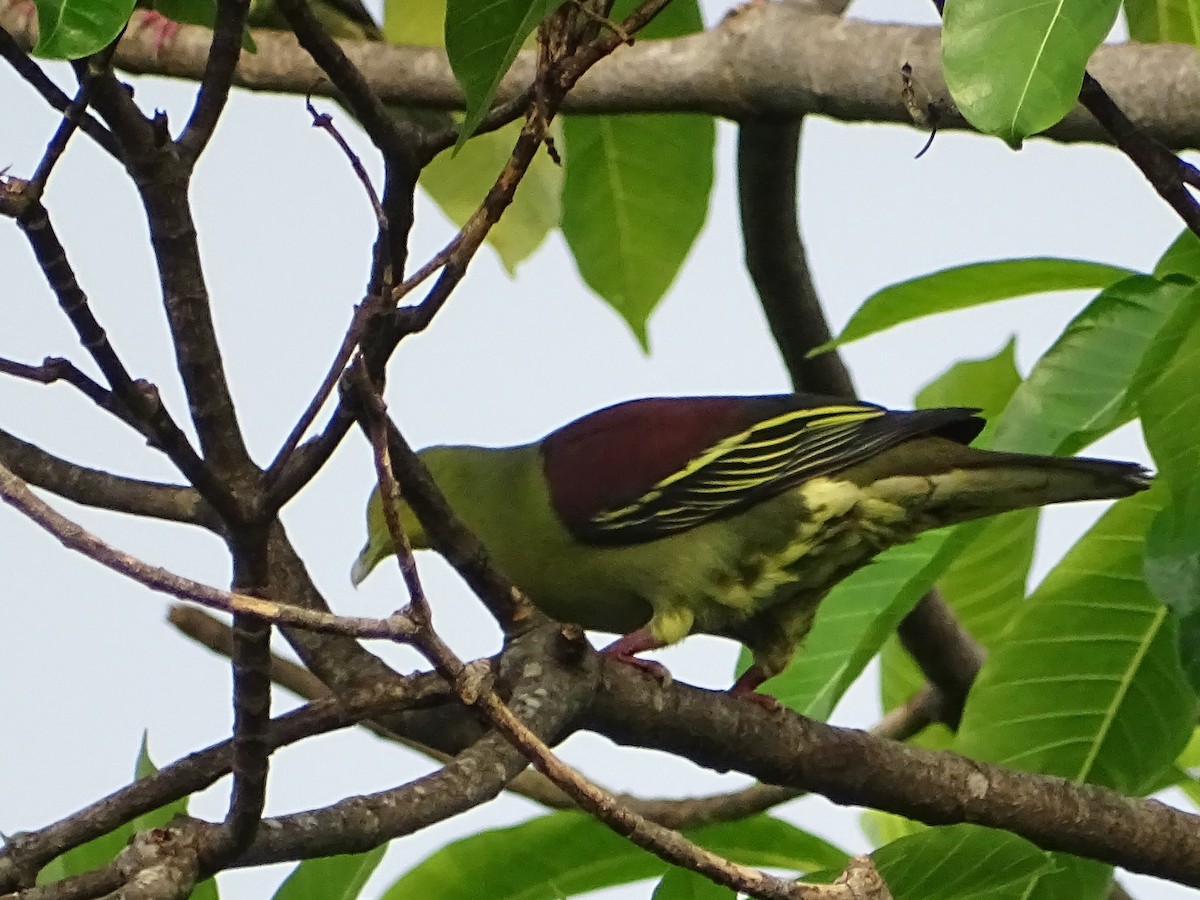 Цейлонский зелёный голубь - ML618602522