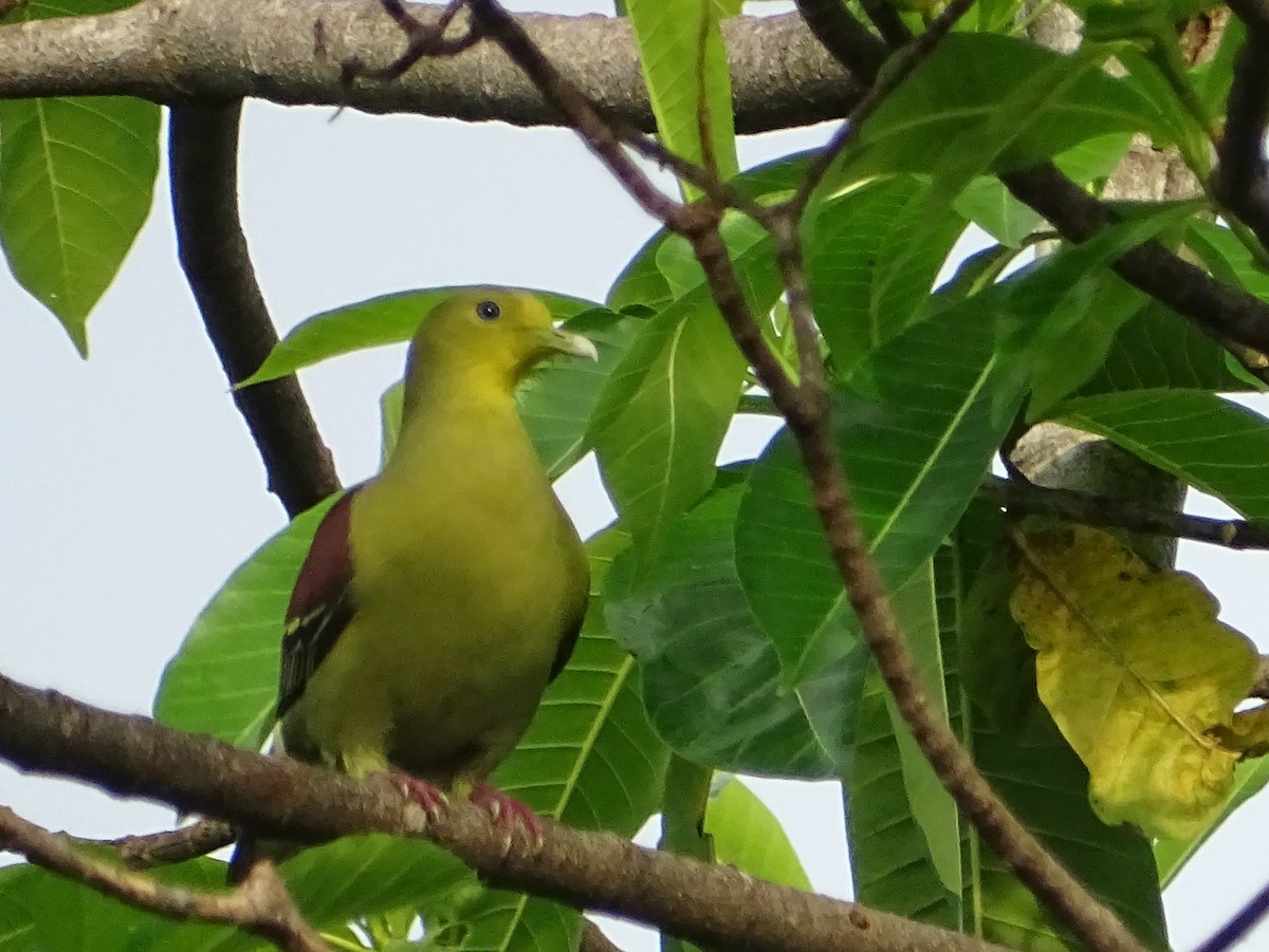 Цейлонский зелёный голубь - ML618602523