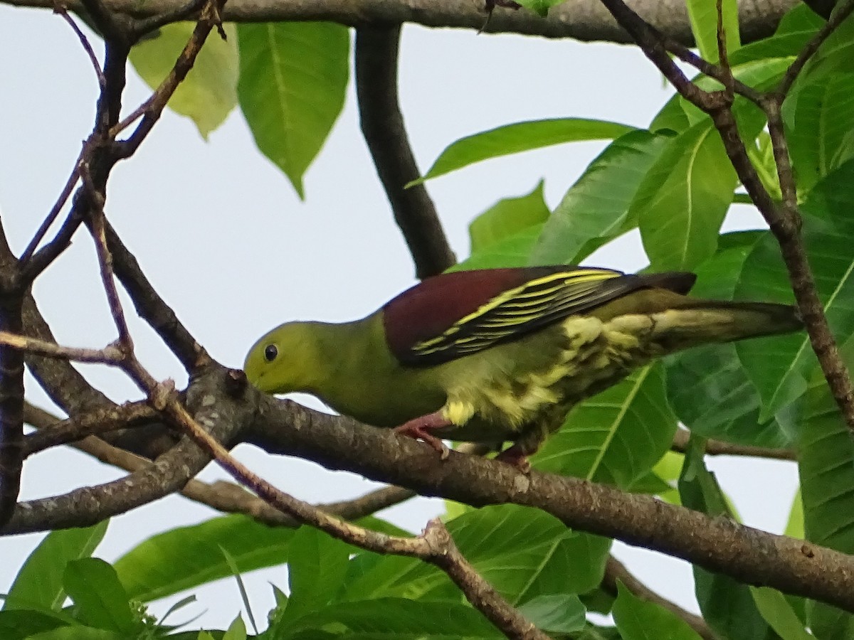 Цейлонский зелёный голубь - ML618602524