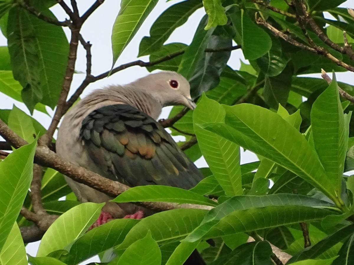 Green Imperial-Pigeon - ML618602535
