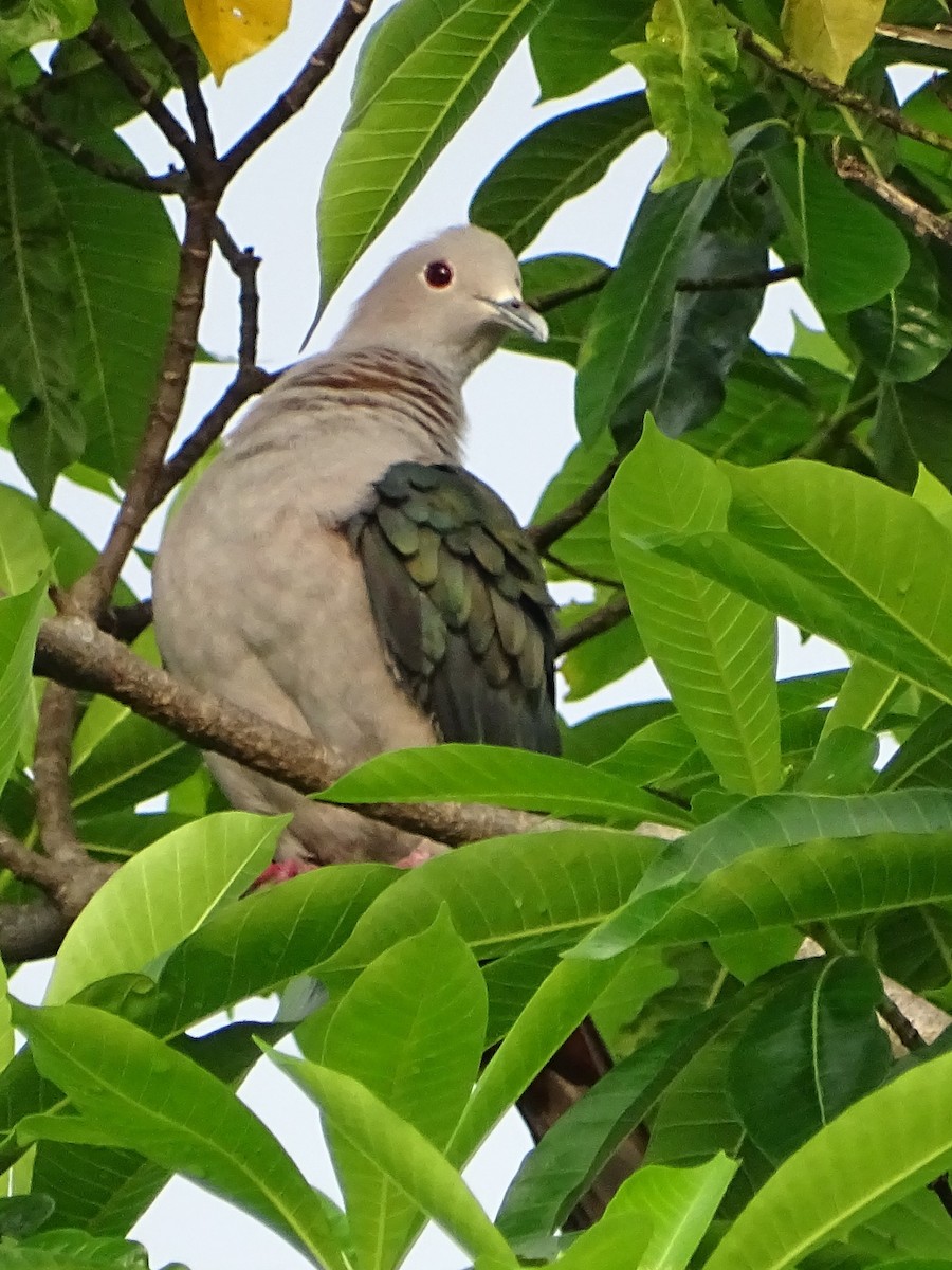 Green Imperial-Pigeon - ML618602536