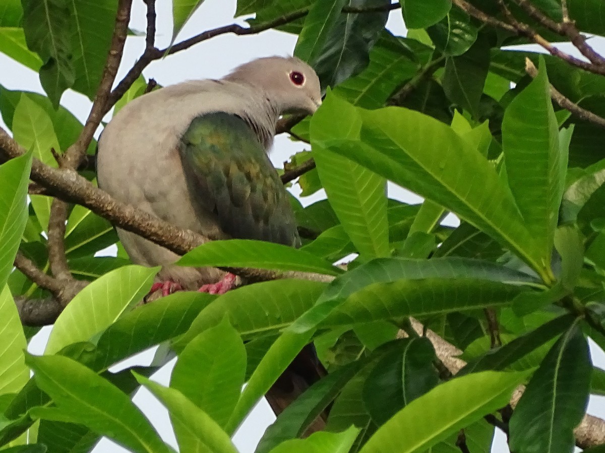 Green Imperial-Pigeon - ML618602537