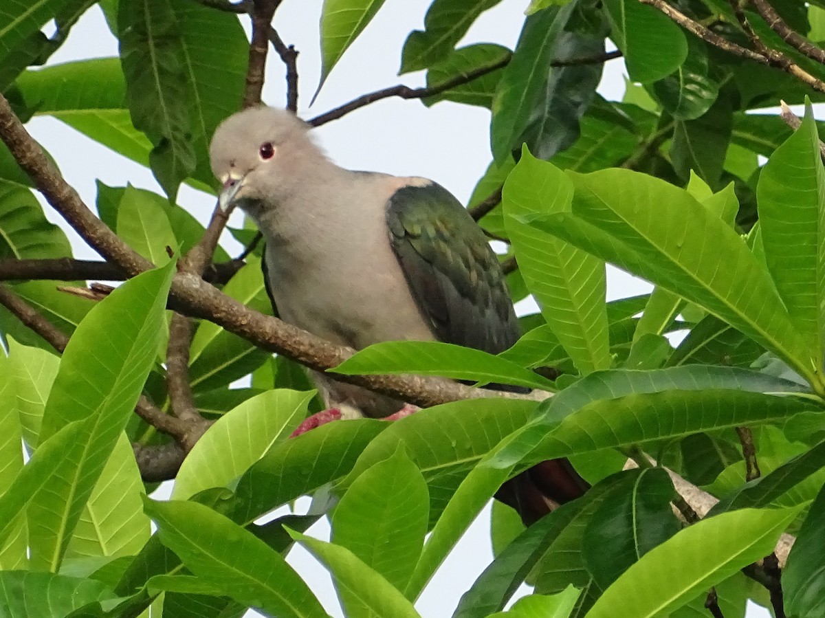 Green Imperial-Pigeon - ML618602538