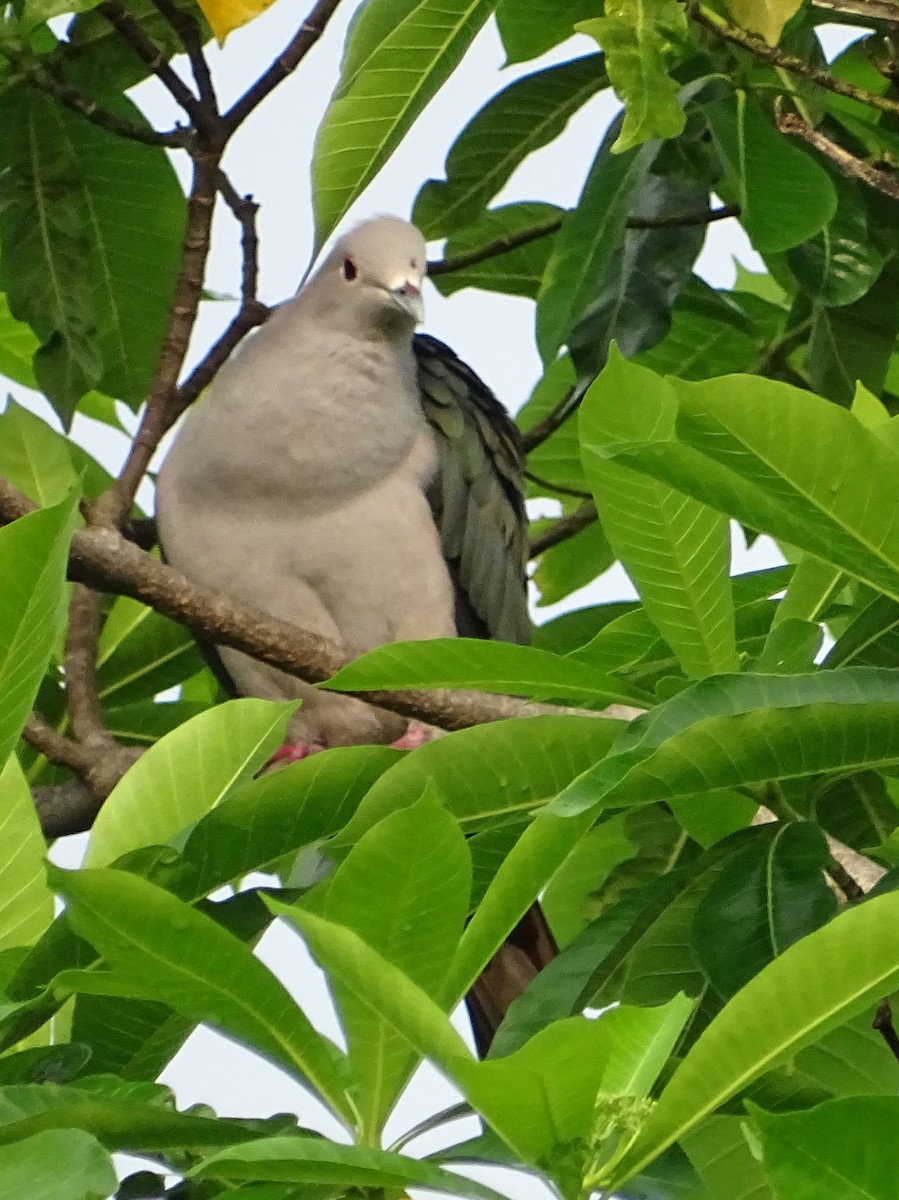 Green Imperial-Pigeon - ML618602539