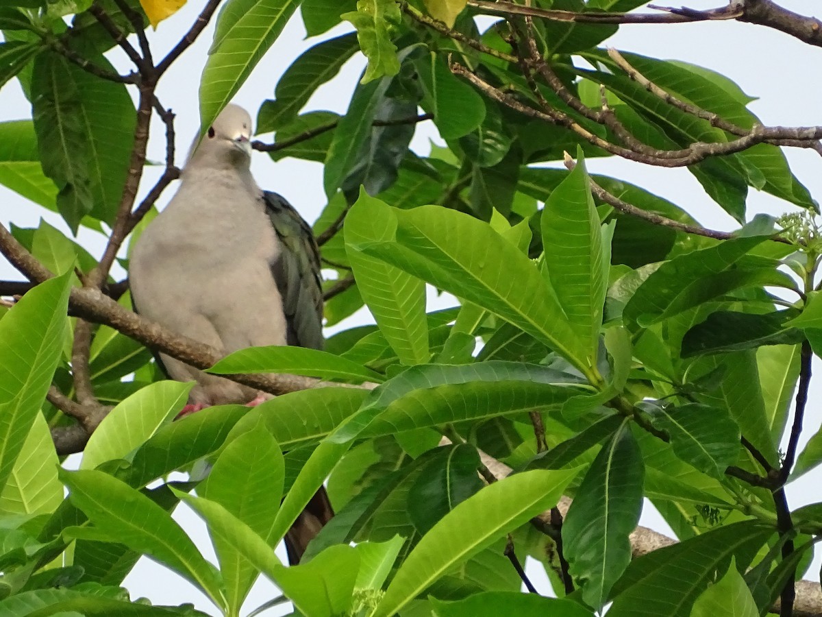 Green Imperial-Pigeon - ML618602540
