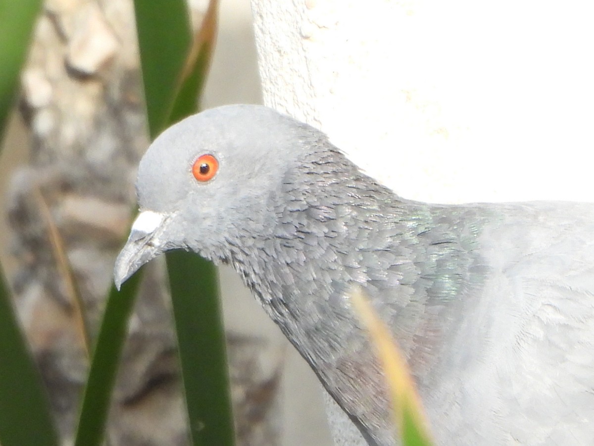 Rock Pigeon (Feral Pigeon) - ML618602542