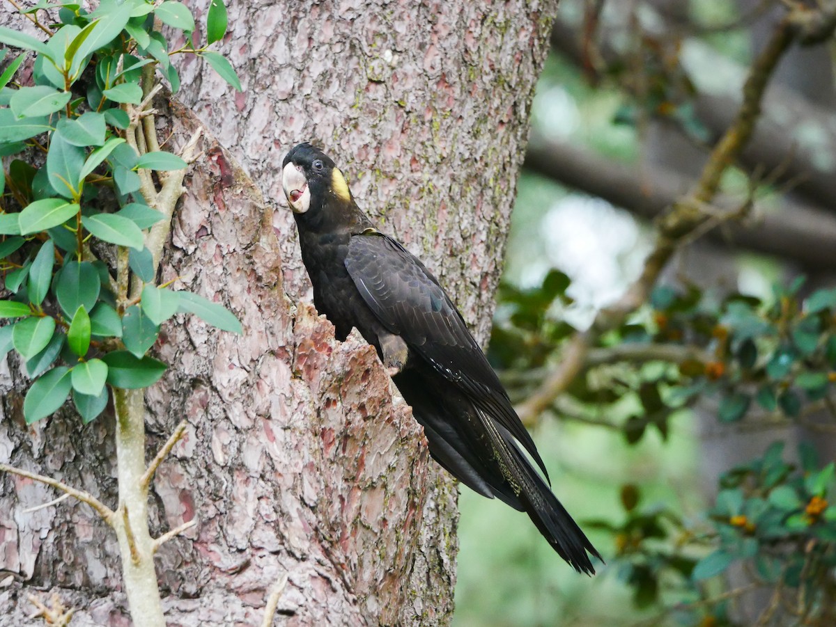 Yellow-tailed Black-Cockatoo - ML618602543