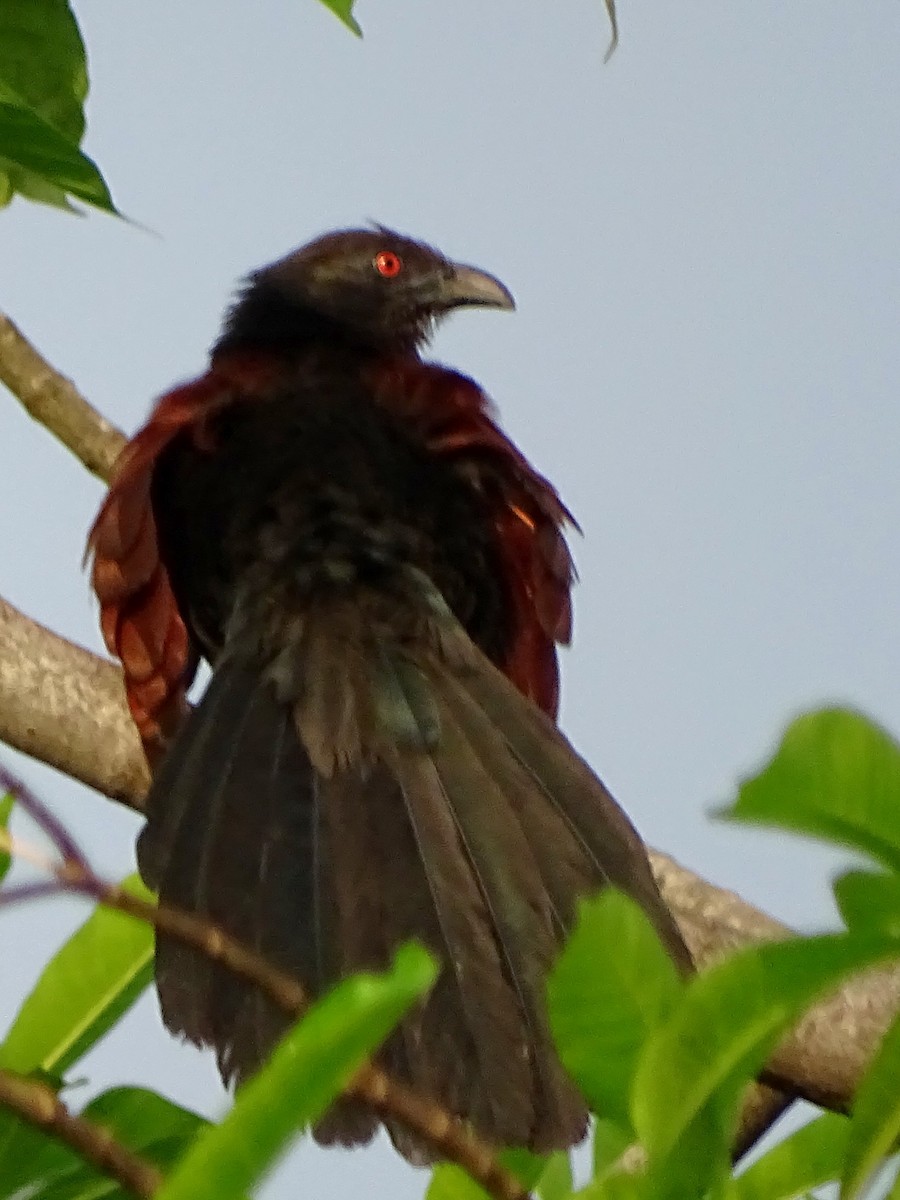 Greater Coucal - ML618602548