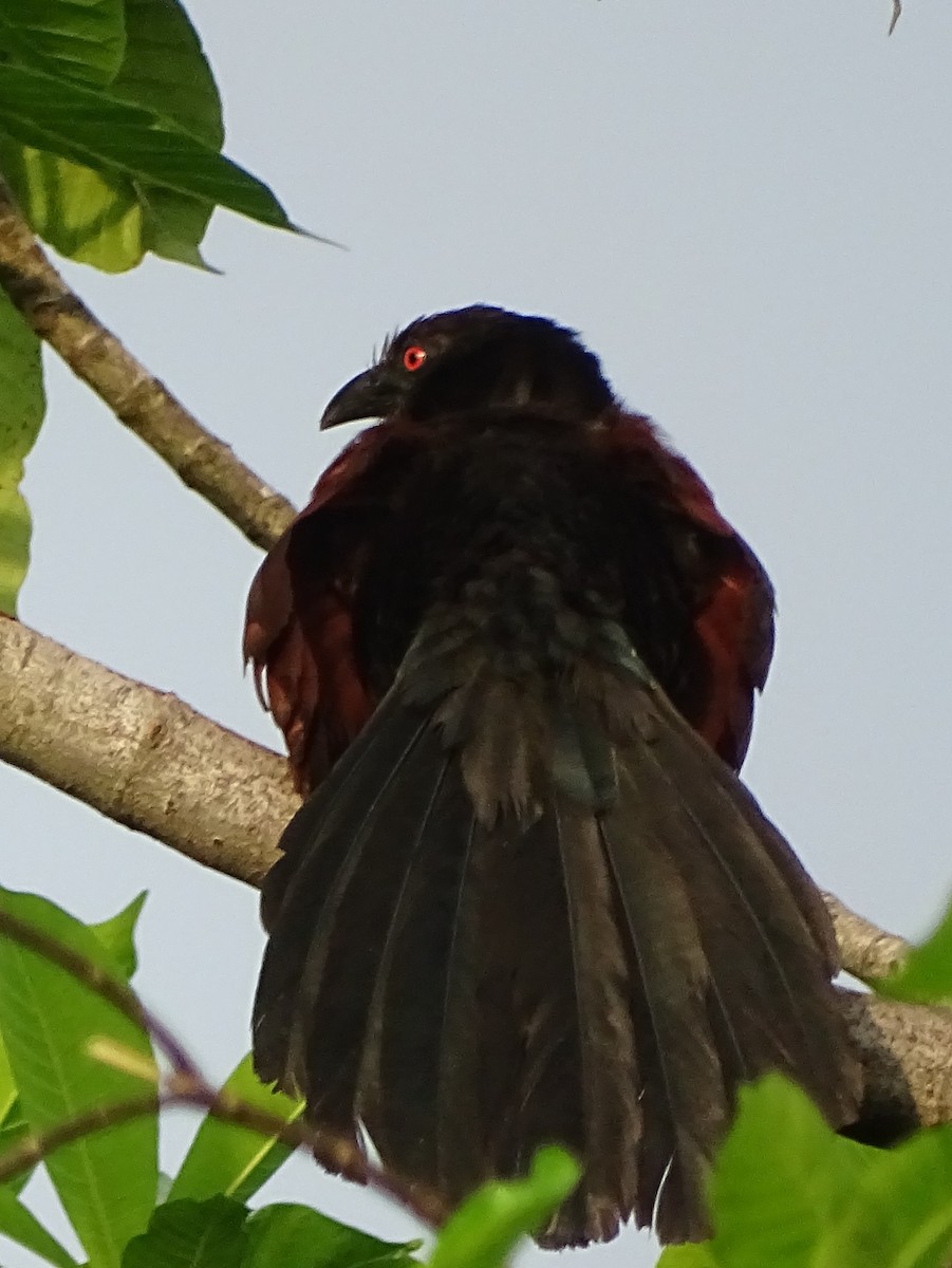 Greater Coucal - ML618602549
