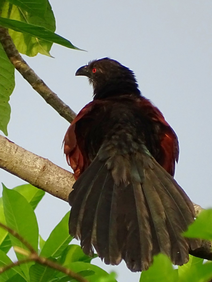 Greater Coucal - ML618602550