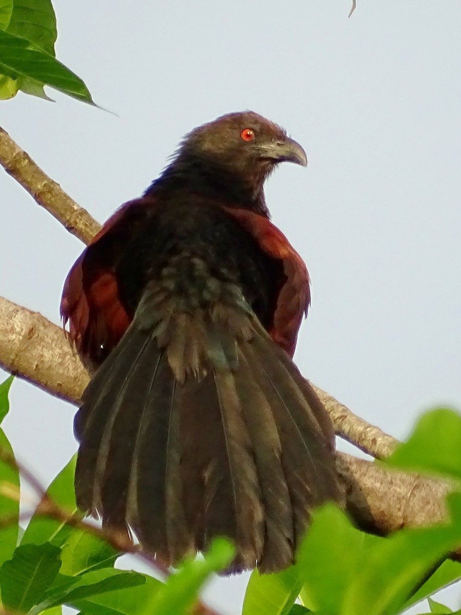 Greater Coucal - ML618602551
