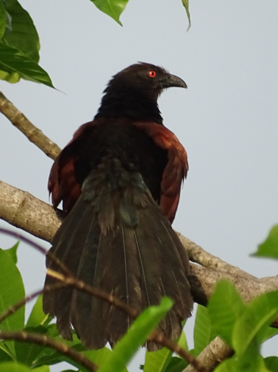 Greater Coucal - ML618602552