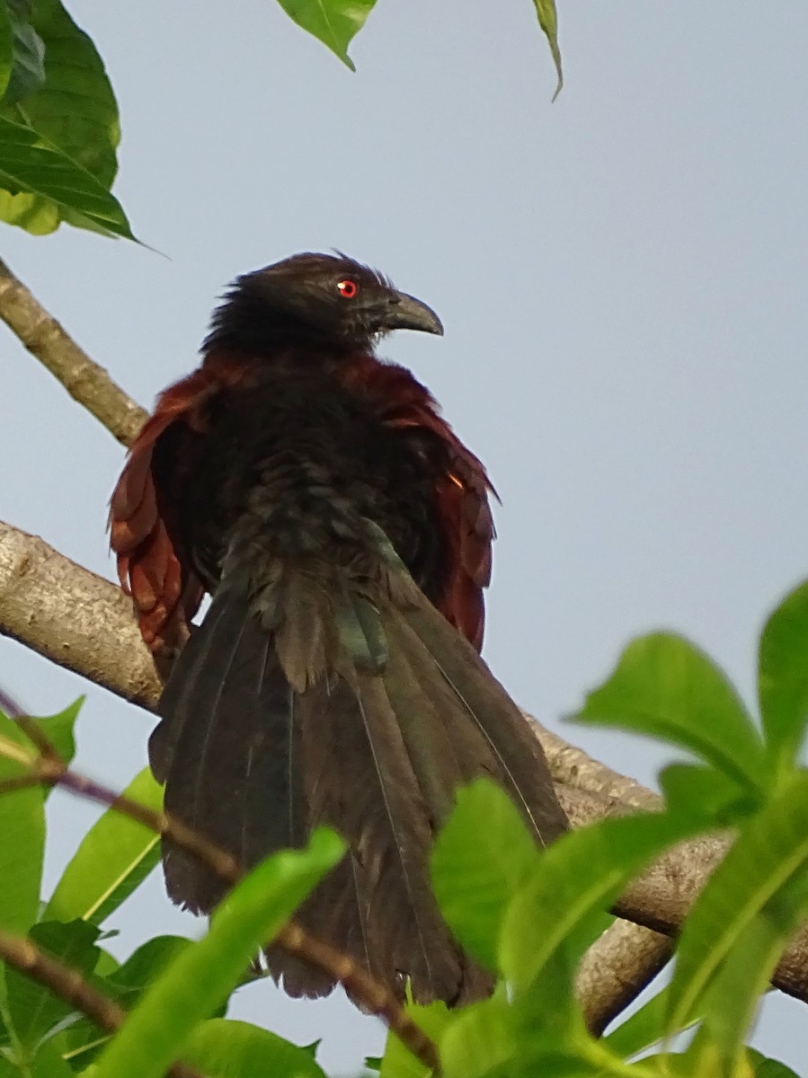 Greater Coucal - ML618602553