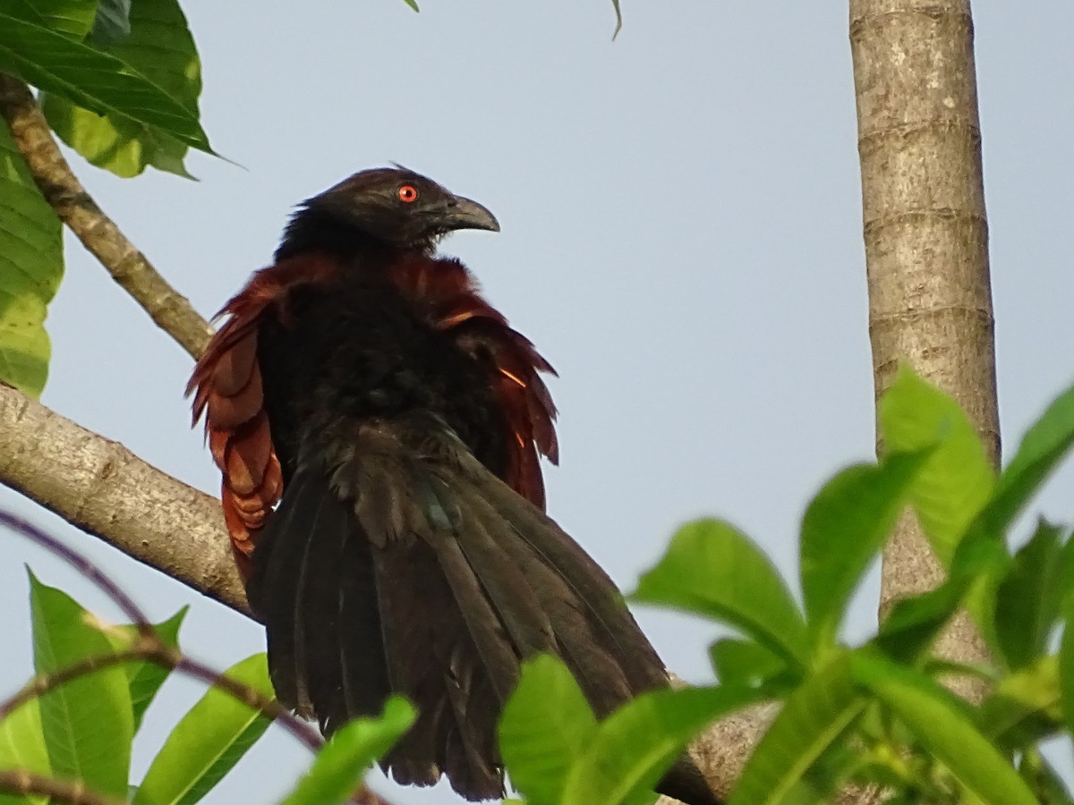 Greater Coucal - ML618602554