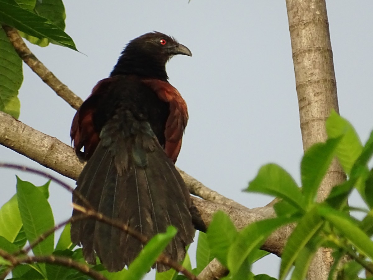 Greater Coucal - ML618602555