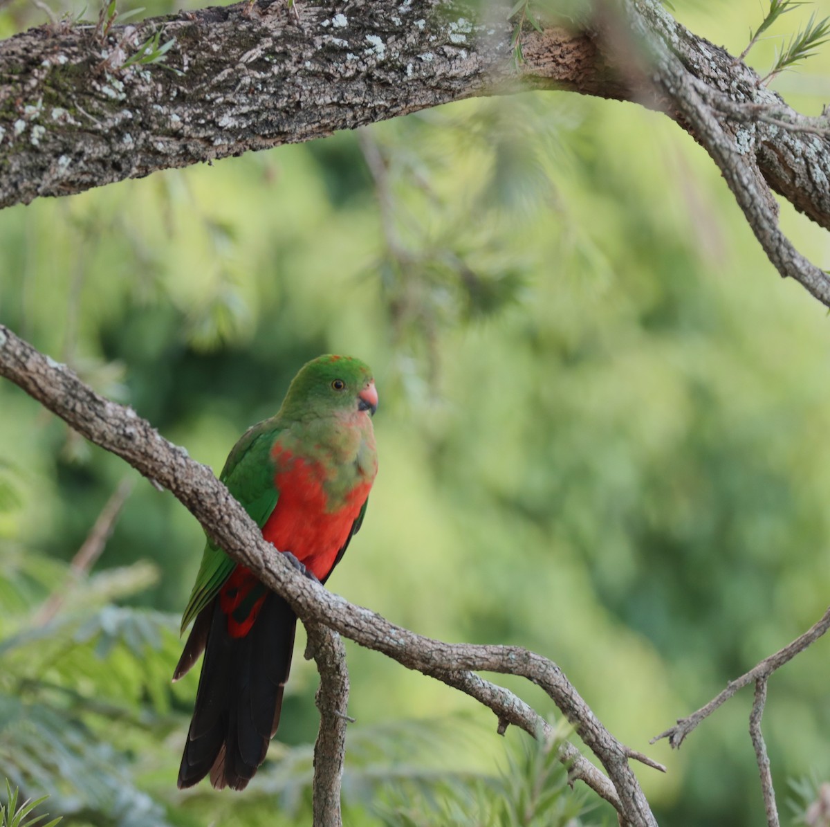 Australian King-Parrot - ML618602601