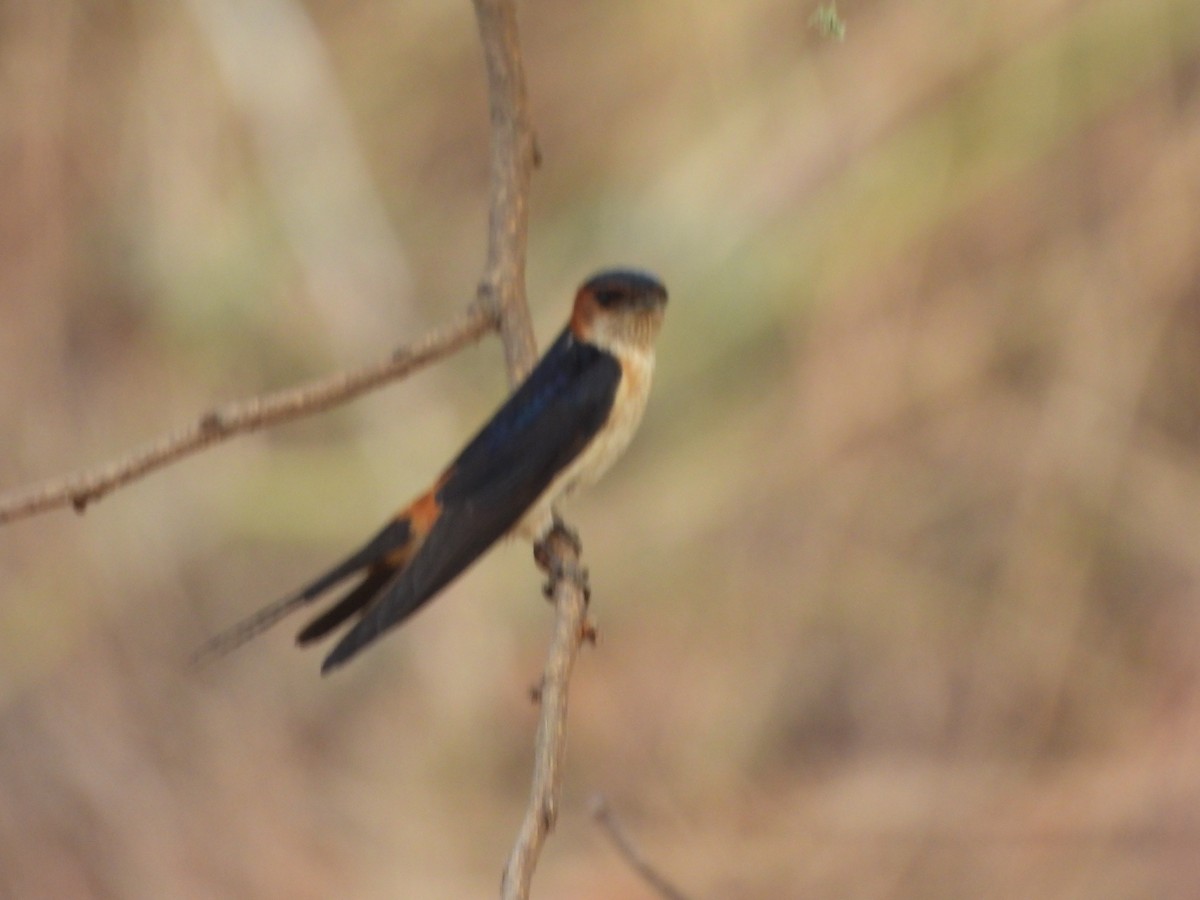 Red-rumped Swallow - ML618602623