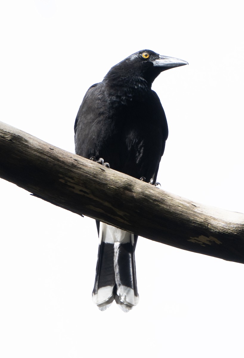 Pied Currawong - ML618602630