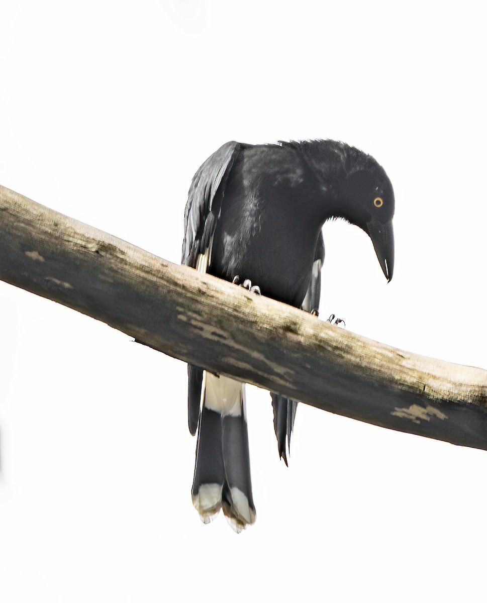 Pied Currawong - ML618602631