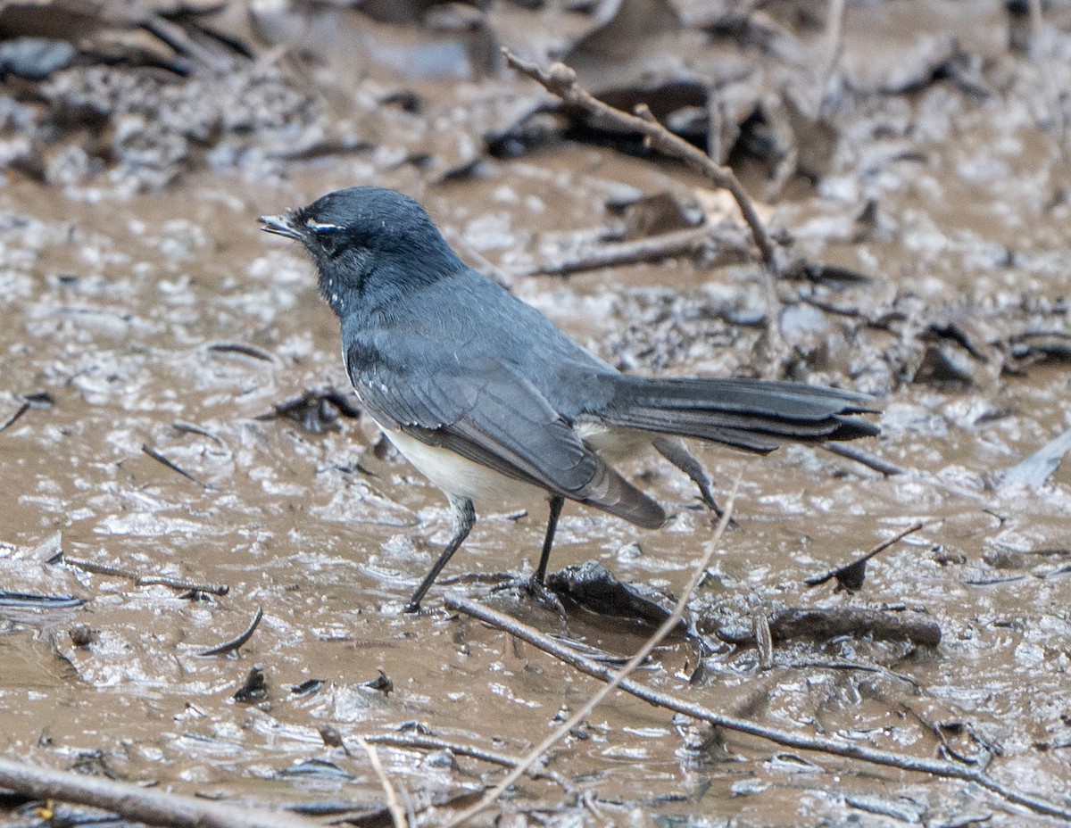 Willie-wagtail - ML618602637