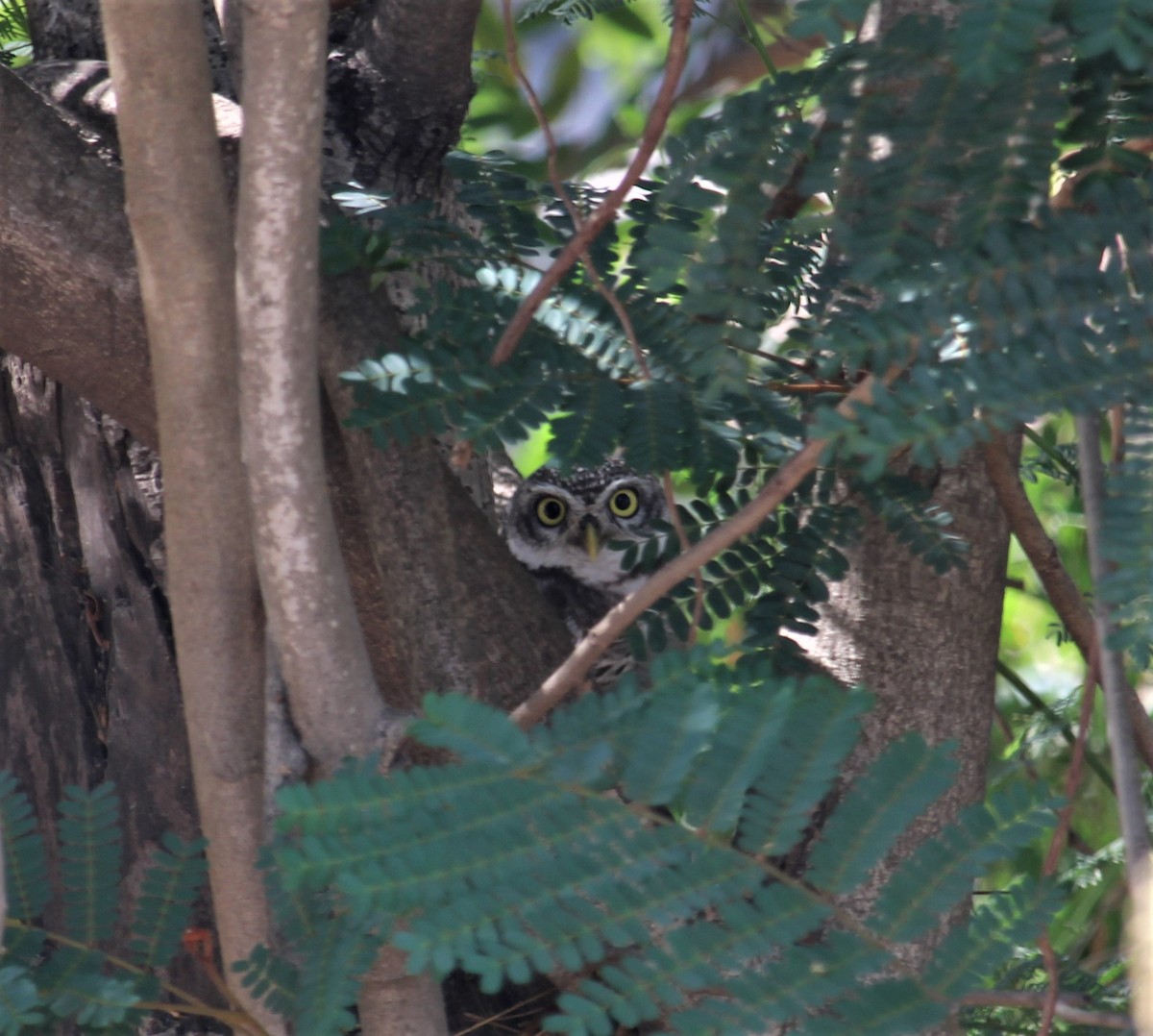 Spotted Owlet - ML618602646