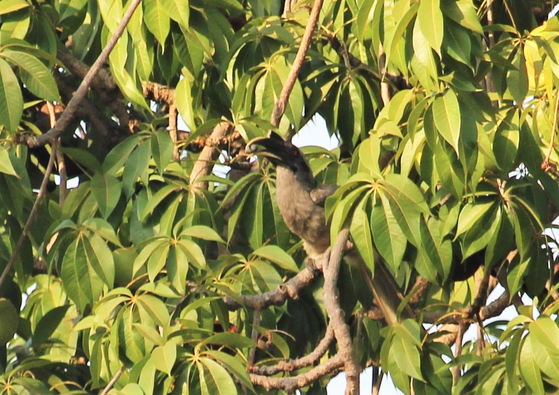 Indian Gray Hornbill - ML618602689