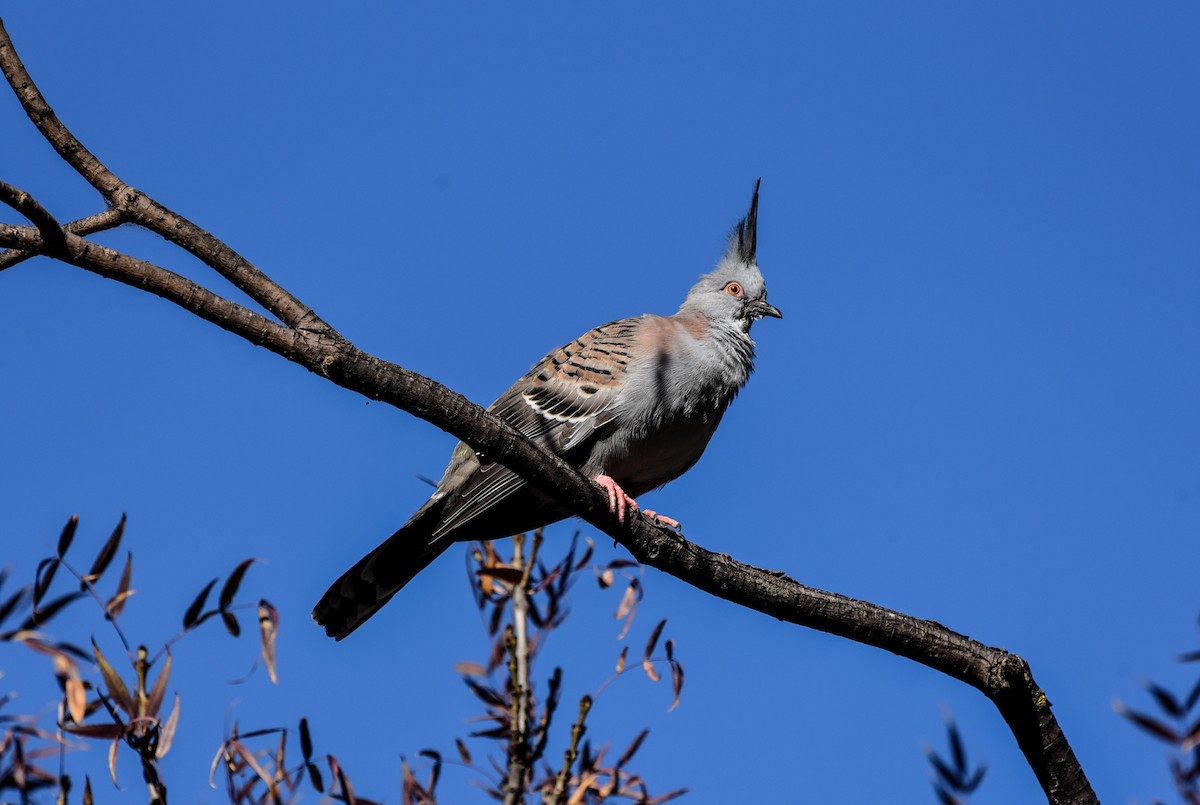 Crested Pigeon - ML618602698