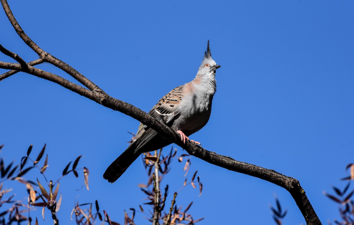Crested Pigeon - ML618602699