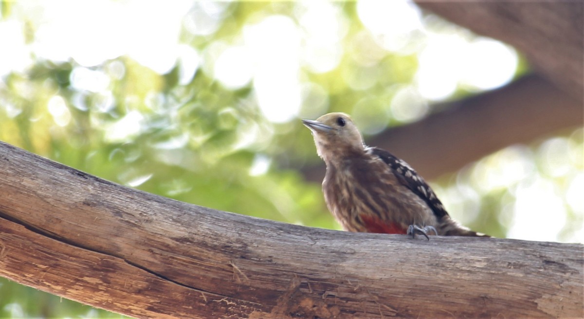 Yellow-crowned Woodpecker - ML618602722