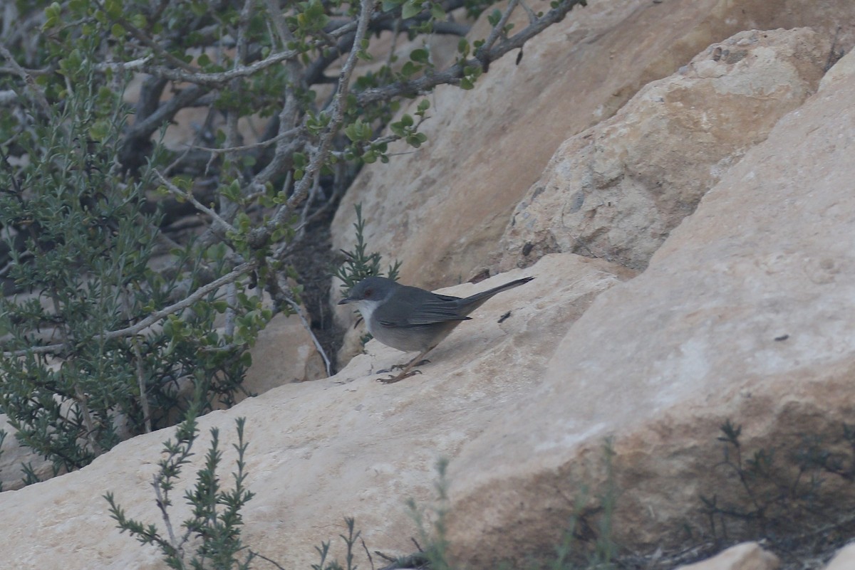 Sardinian Warbler - ML618602751
