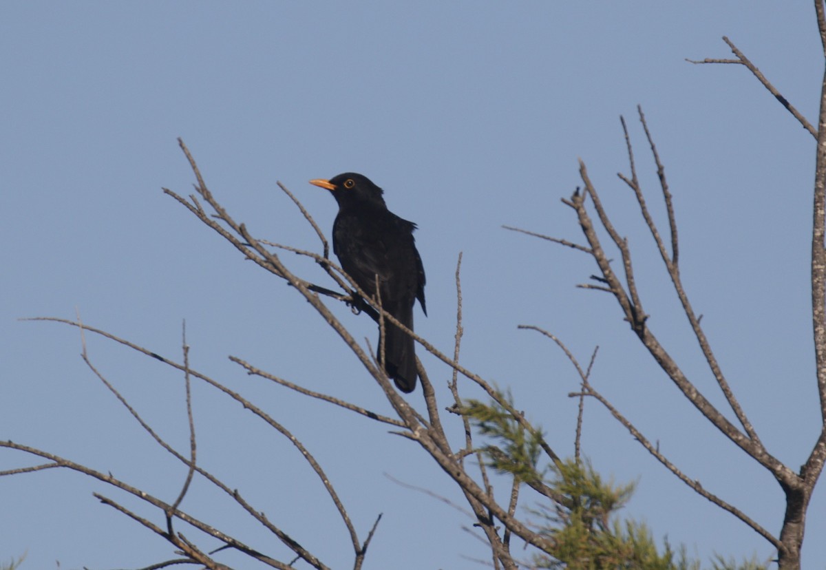 Eurasian Blackbird - ML618602757