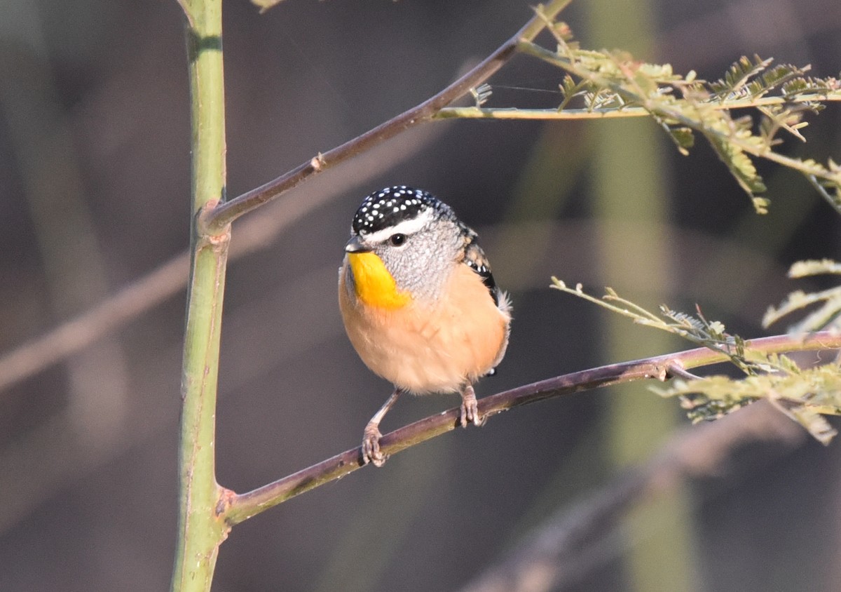 Spotted Pardalote (Spotted) - ML618602764