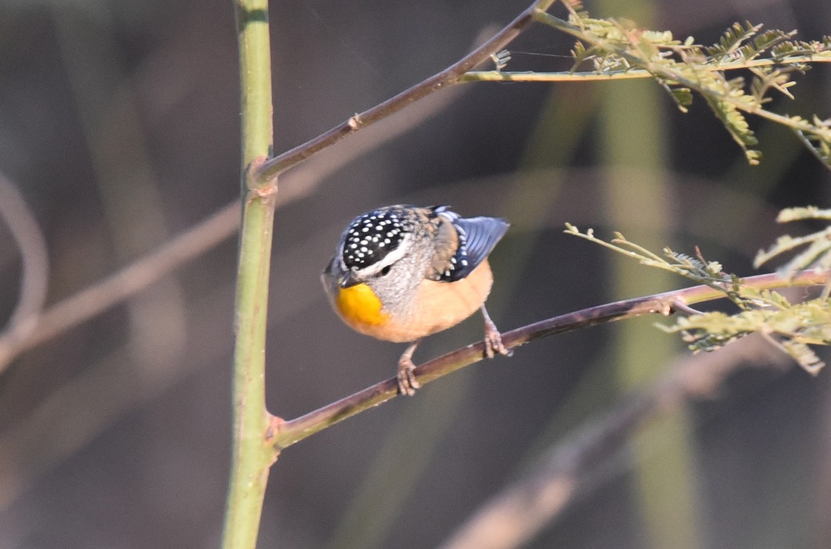 Spotted Pardalote (Spotted) - ML618602765