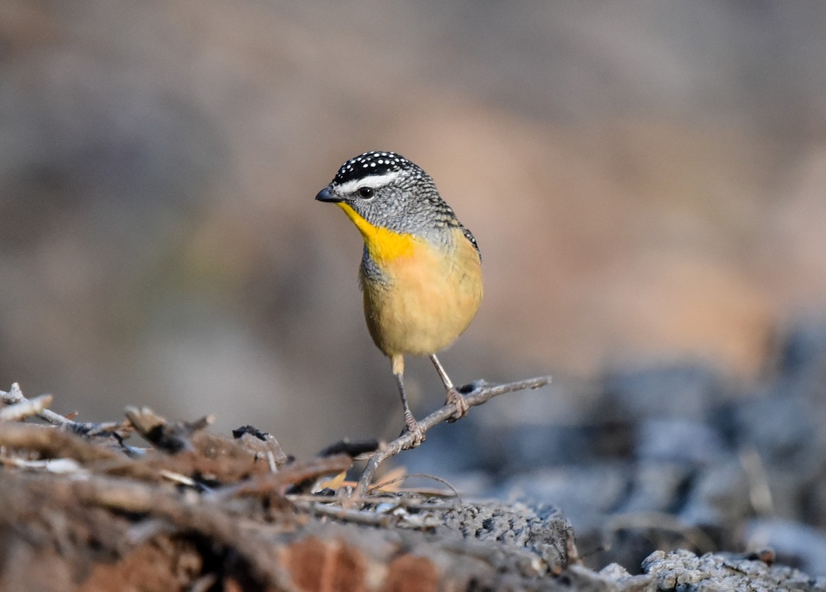 Spotted Pardalote (Spotted) - ML618602767