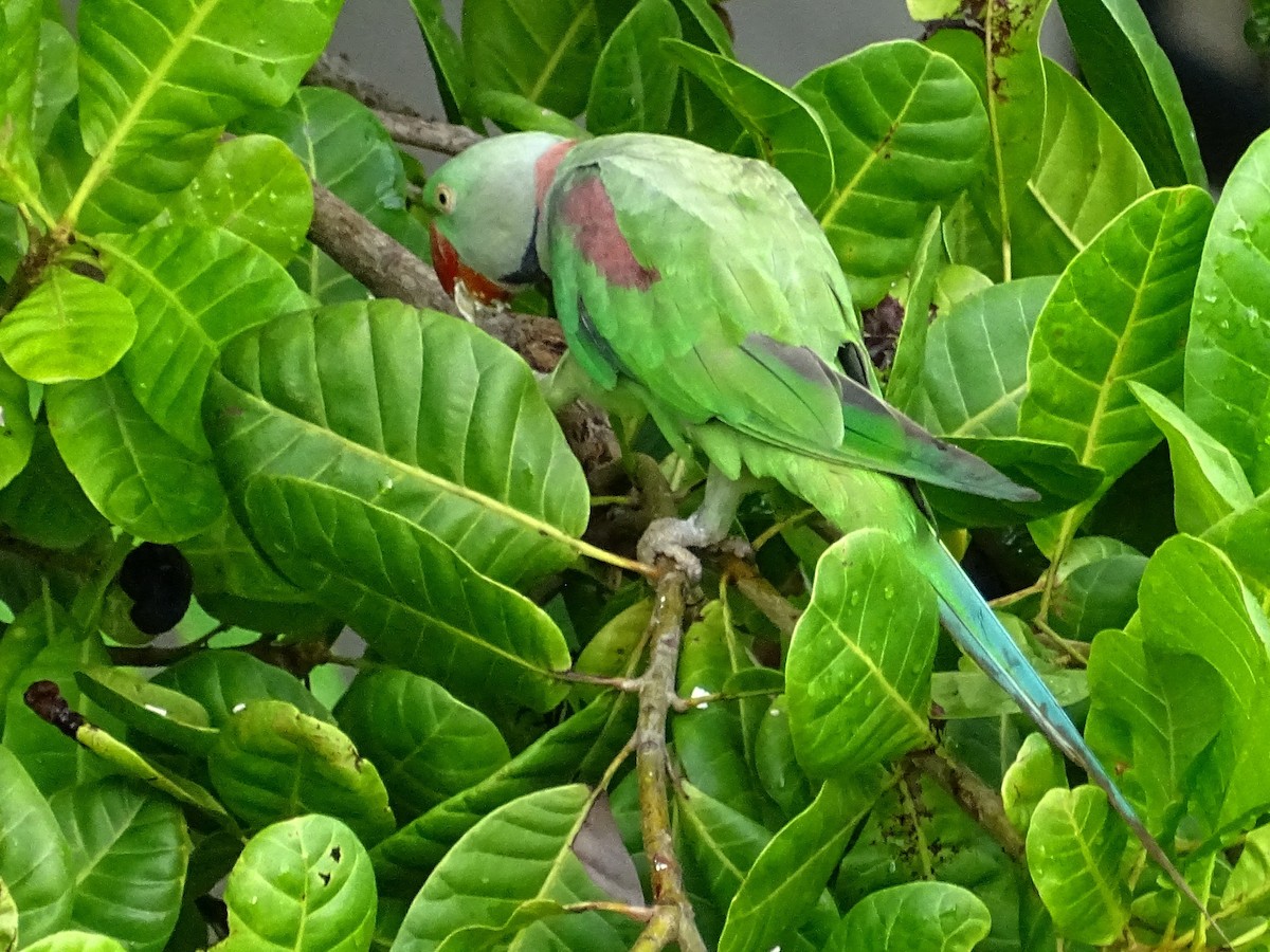 Александрийский попугай - ML618602802