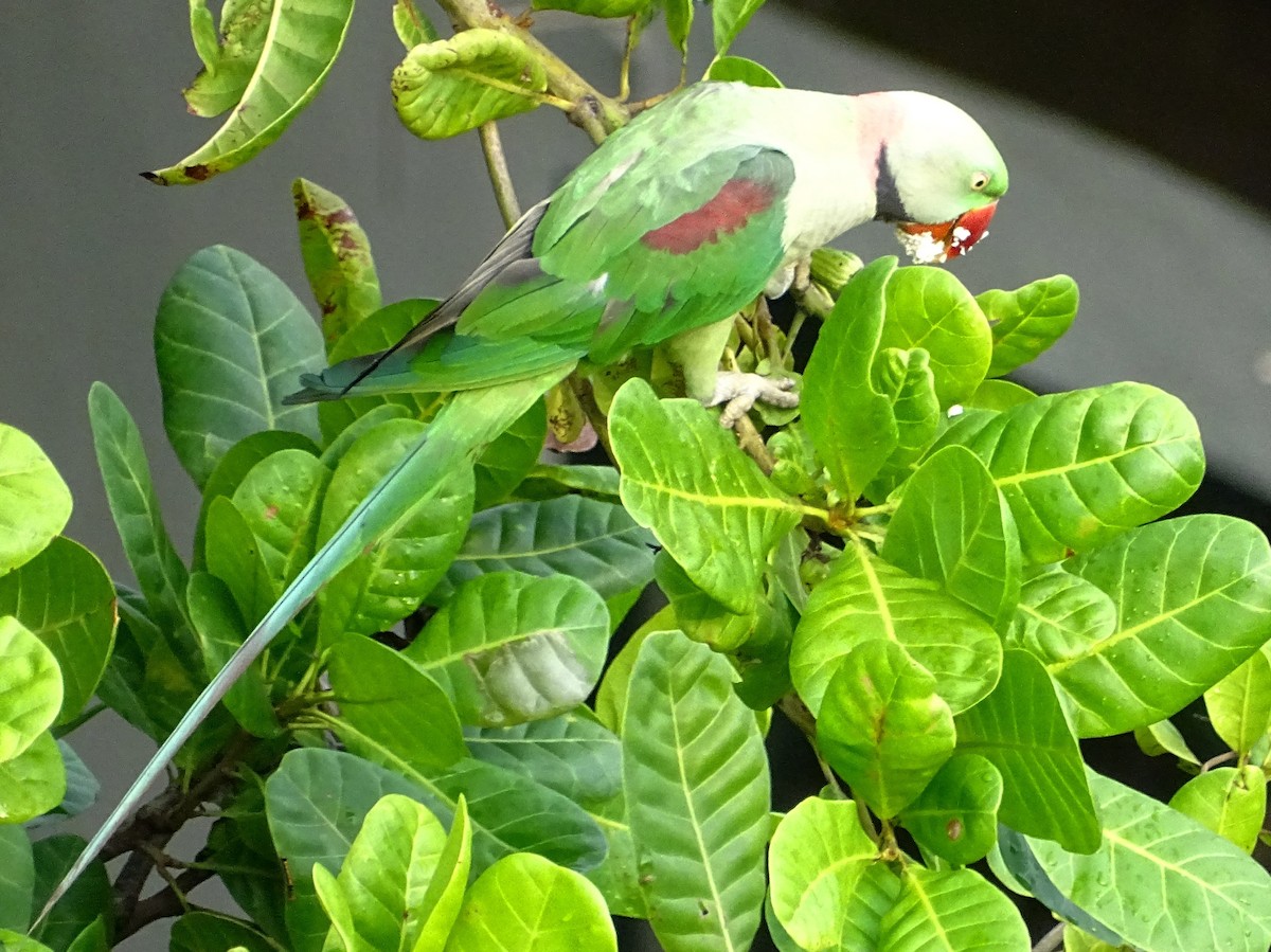 Александрийский попугай - ML618602811