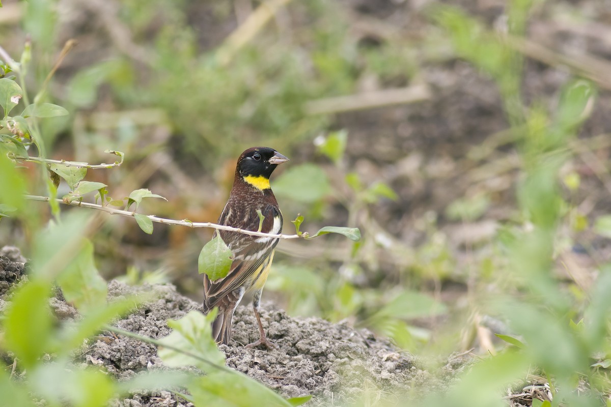 Yellow-breasted Bunting - ML618602905