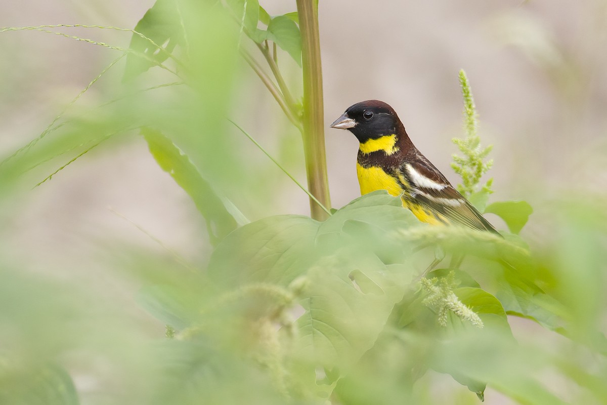 Yellow-breasted Bunting - ML618602908