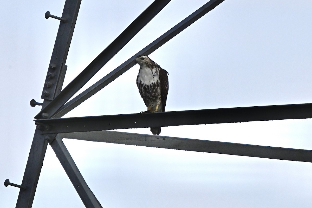 Red-tailed Hawk - ML618602962