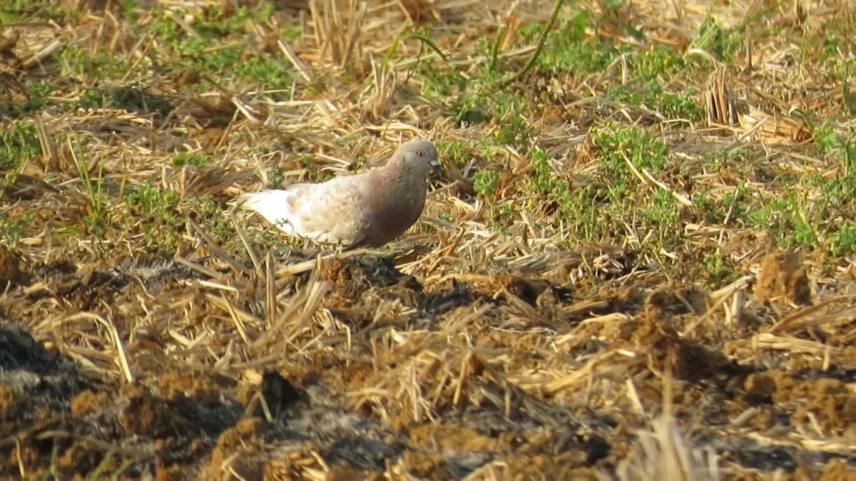 Spotted Dove - ML618602969
