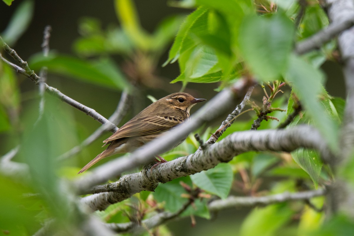 Olive-backed Pipit - ML618602980