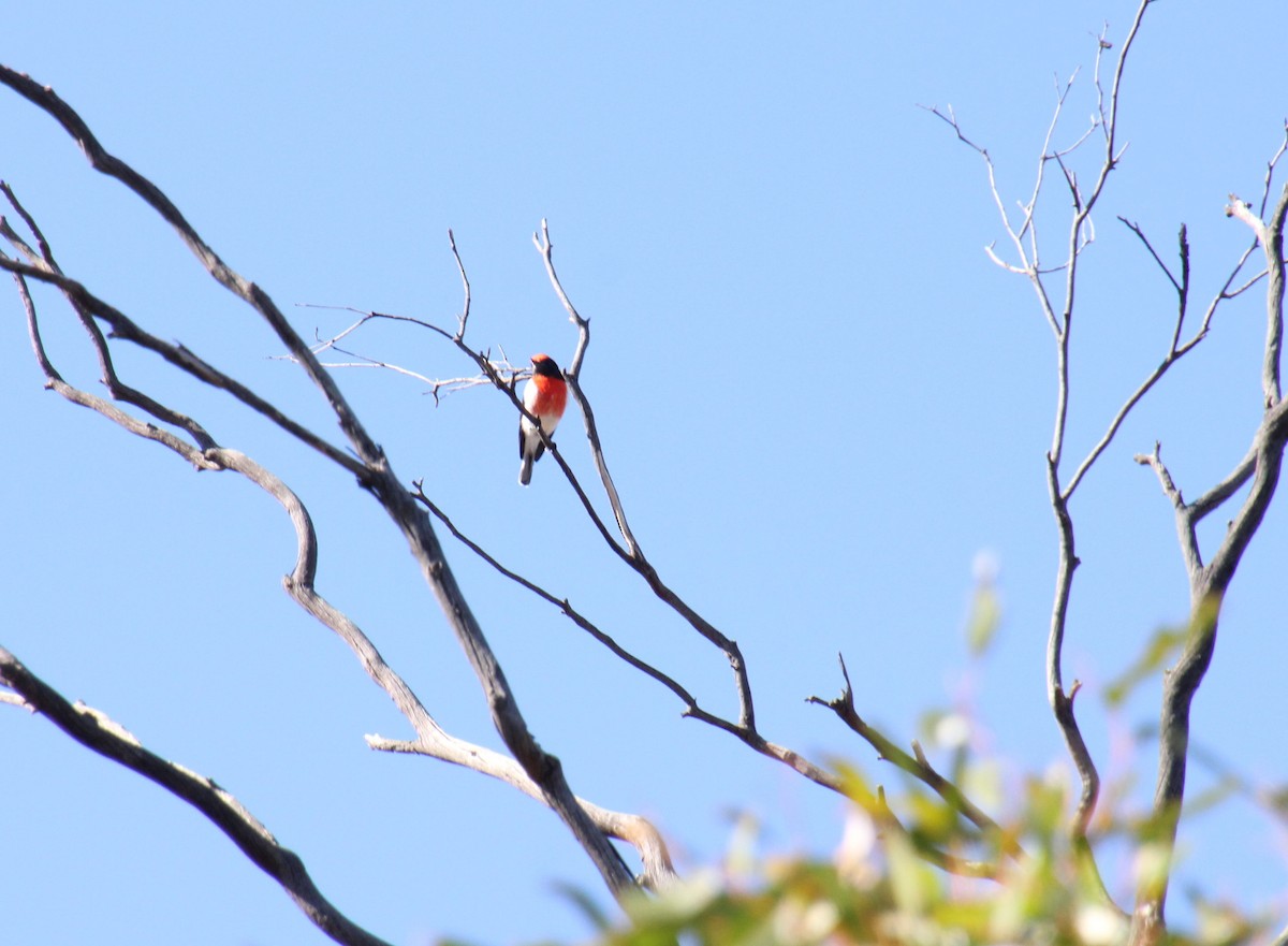 Red-capped Robin - ML618603014