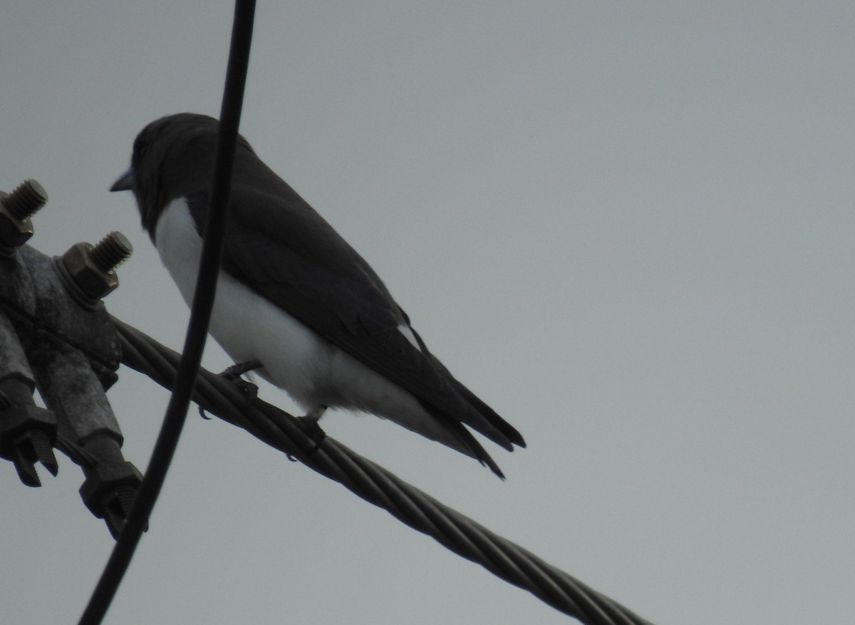 White-breasted Woodswallow - ML618603019