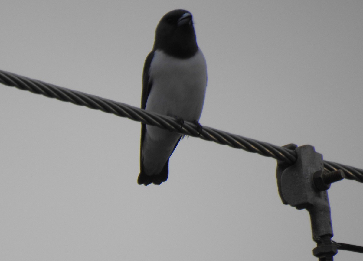 White-breasted Woodswallow - ML618603021