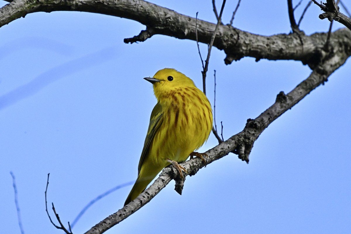 Yellow Warbler - ML618603037