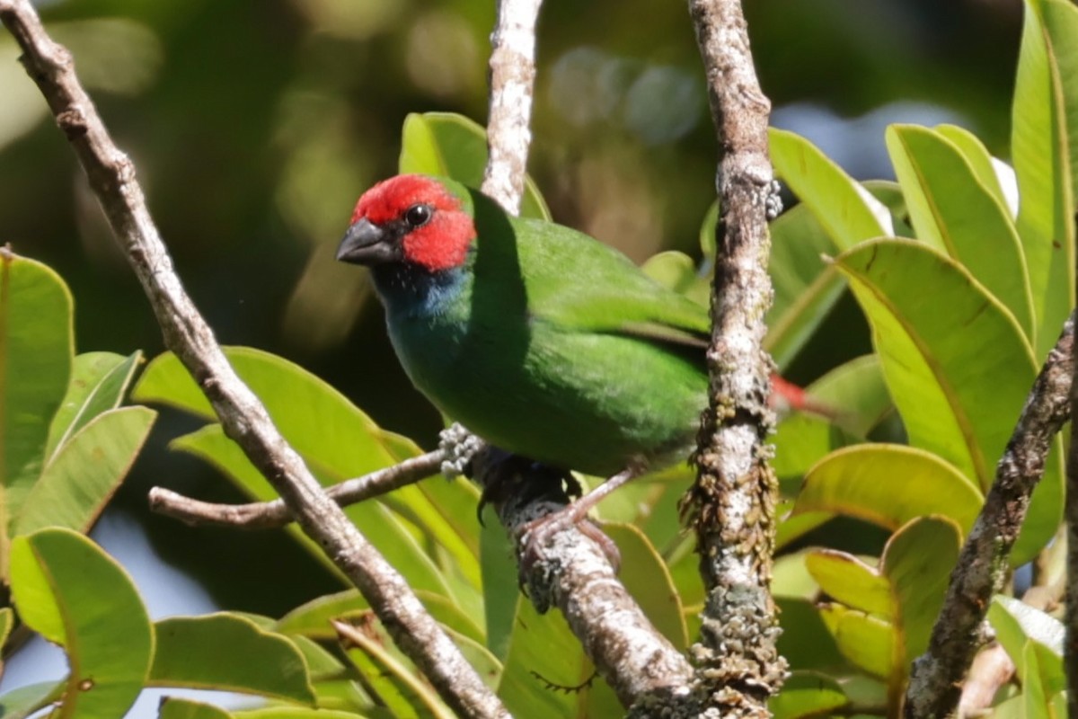 Fiji Papağan İspinozu - ML618603087