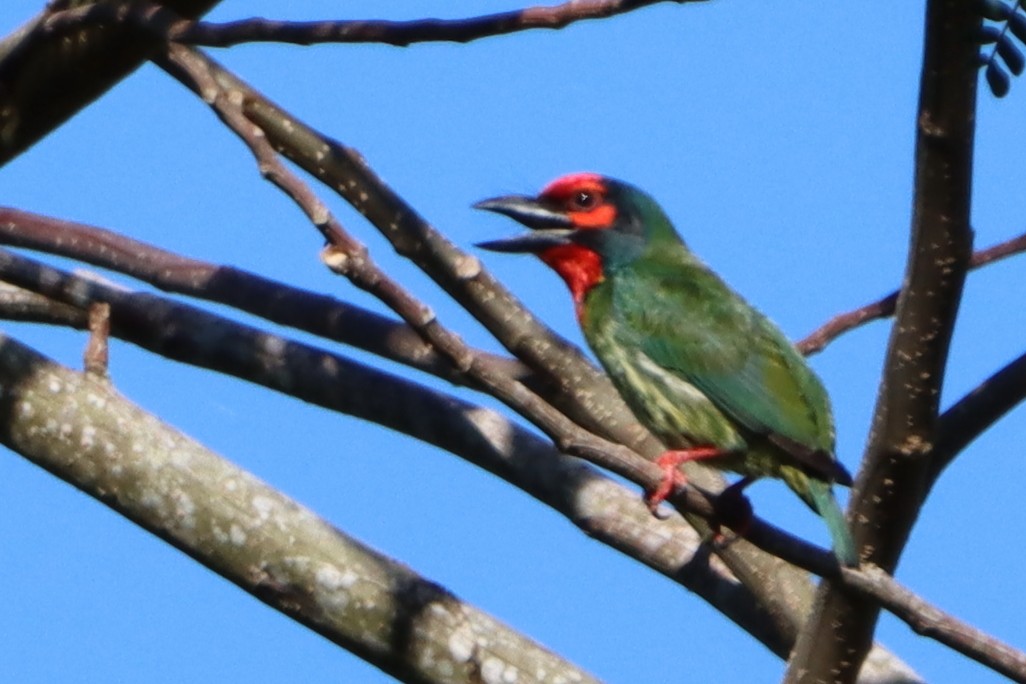 Coppersmith Barbet (Philippine Red-faced) - ML618603116