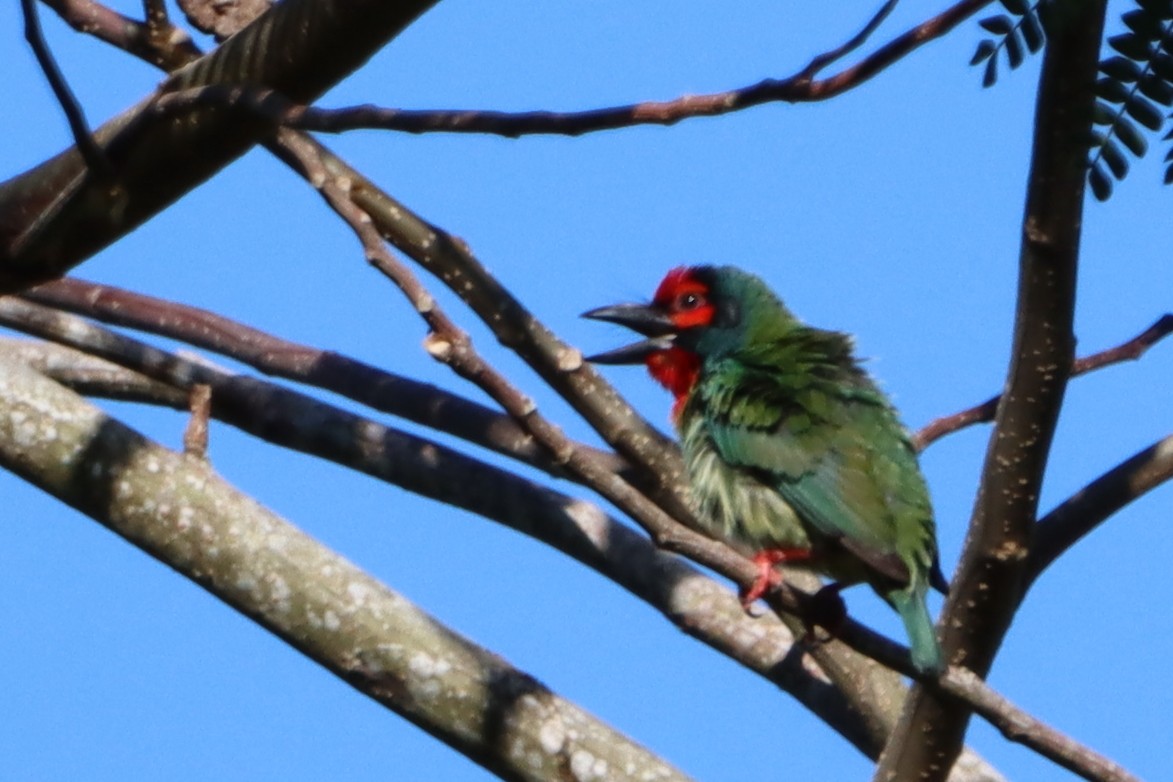 Coppersmith Barbet (Philippine Red-faced) - ML618603117