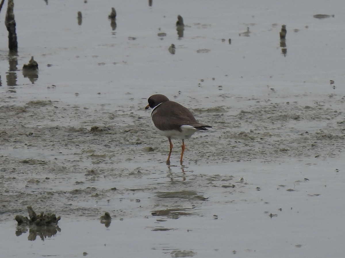 Semipalmated Plover - ML618603118